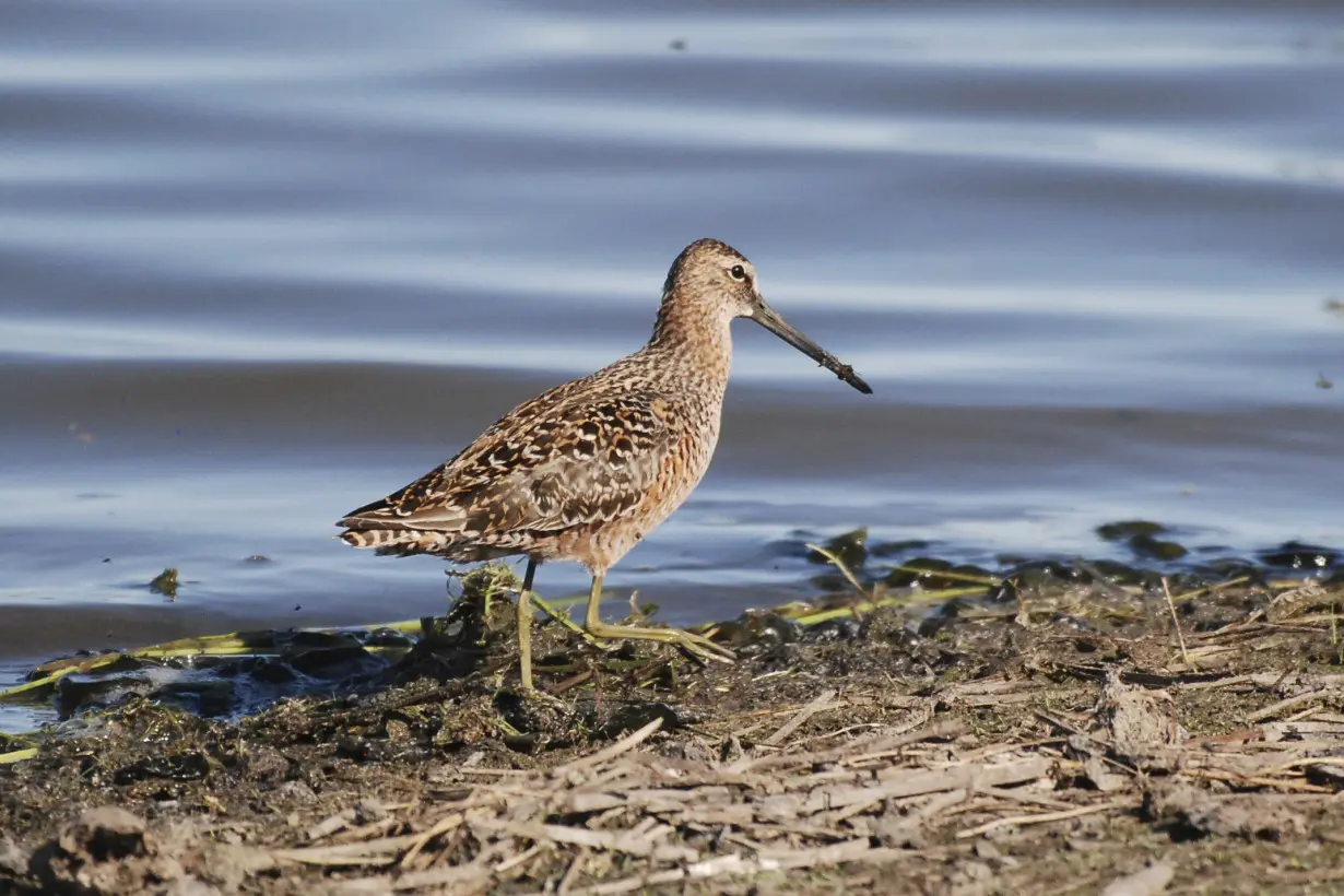 Bird Names