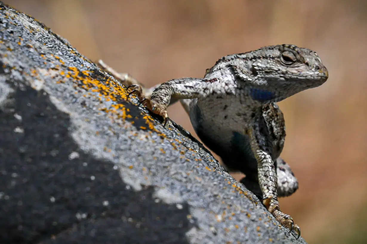 Climate change is already forcing lizards, insects and other species to evolve – and most can't keep up