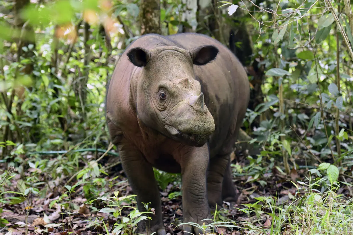 A Sumatran rhino calf born in Indonesia adds to an endangered species of fewer than 50 animals