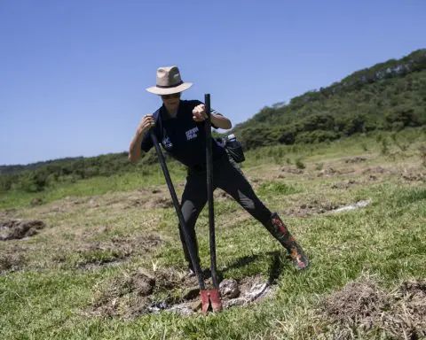 Saving Brazil's golden monkey, one green corridor at a time