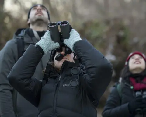 Why dozens of North American bird species are getting new names: Every name tells a story