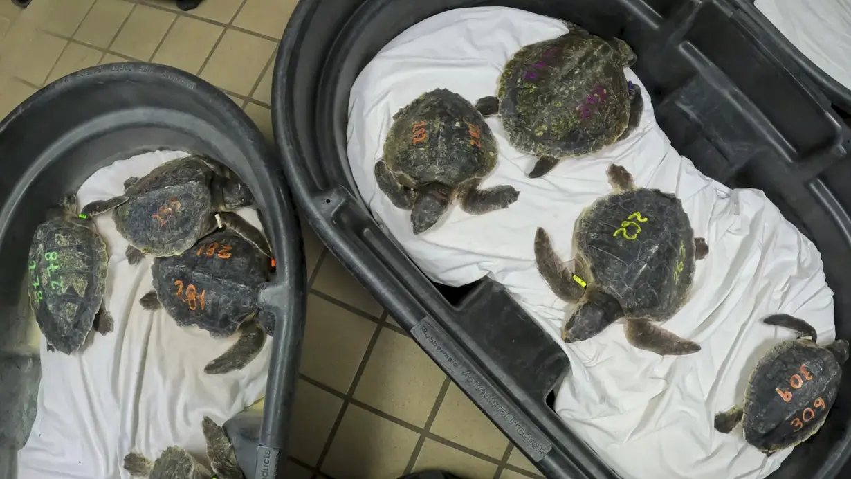 US Sea Turtle Rescue