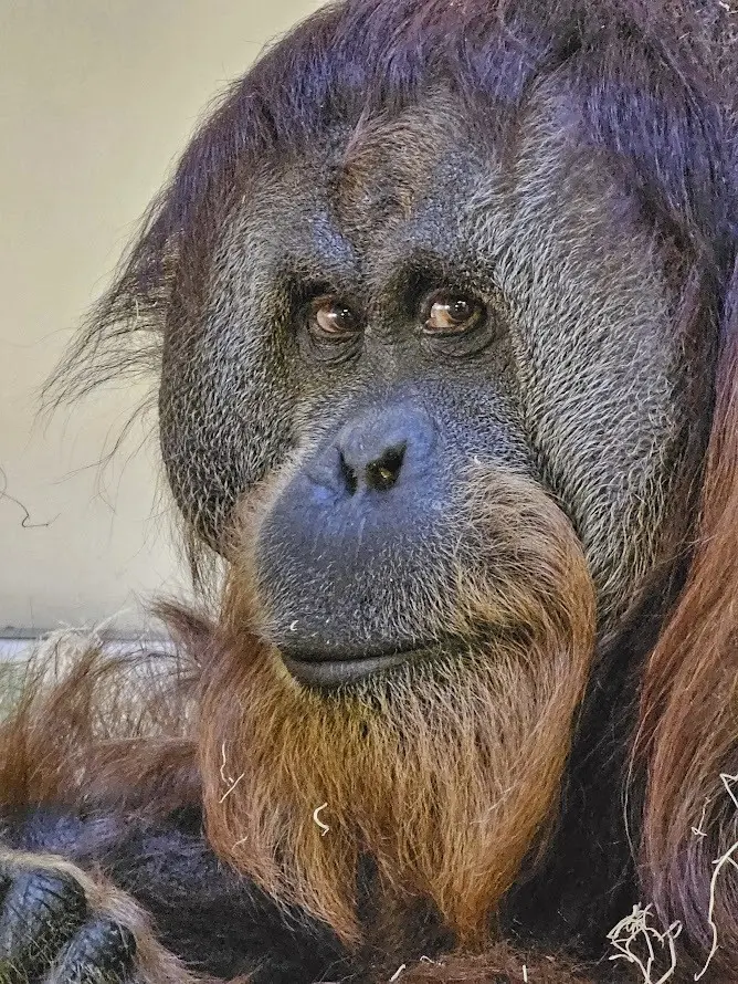 'You are the father!' Maury Povich declares to Denver Zoo orangutan