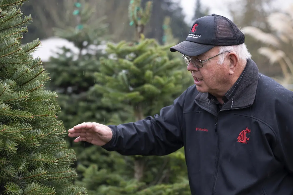 Climate Christmas Trees