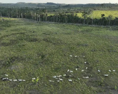 Brazil lawsuits allege direct relationship between meatpackers, deforesters on protected land