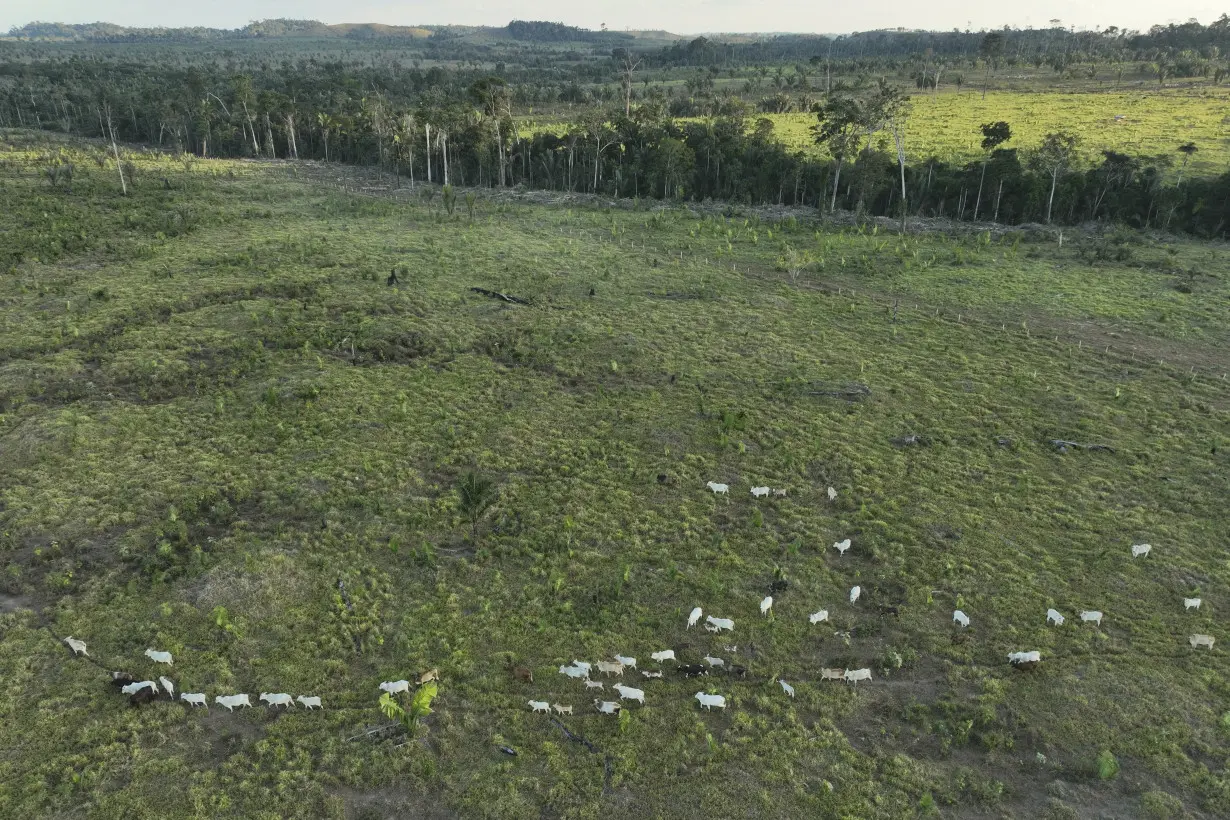 Brazil Cattle Deforestation Prosecution