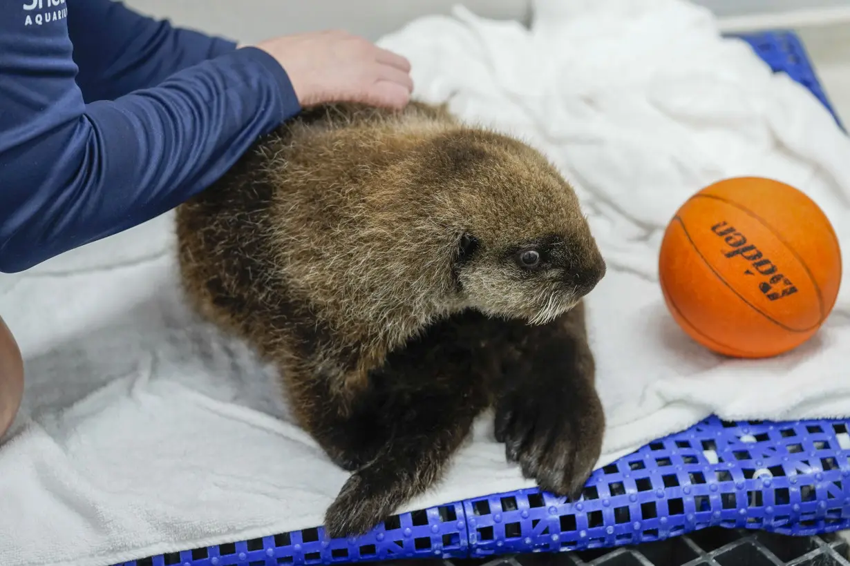 Chicago Sea Otter Rescue