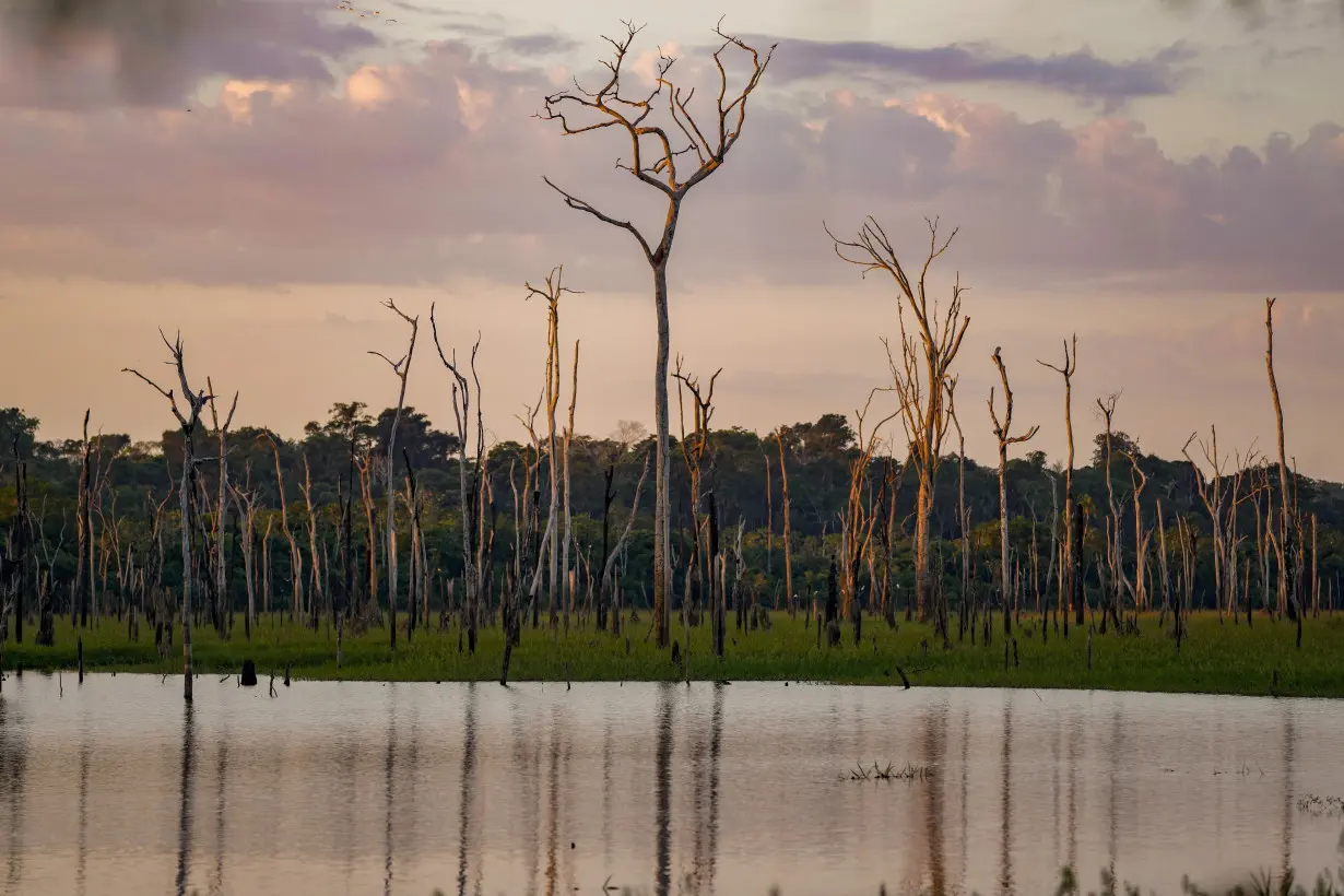 Brazil lawsuits allege direct relationship between meatpackers, deforesters on protected land