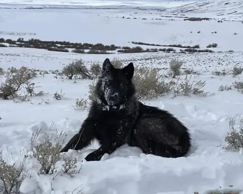 US judge to decide Friday if Colorado can reintroduce wolves over cattle industry objections