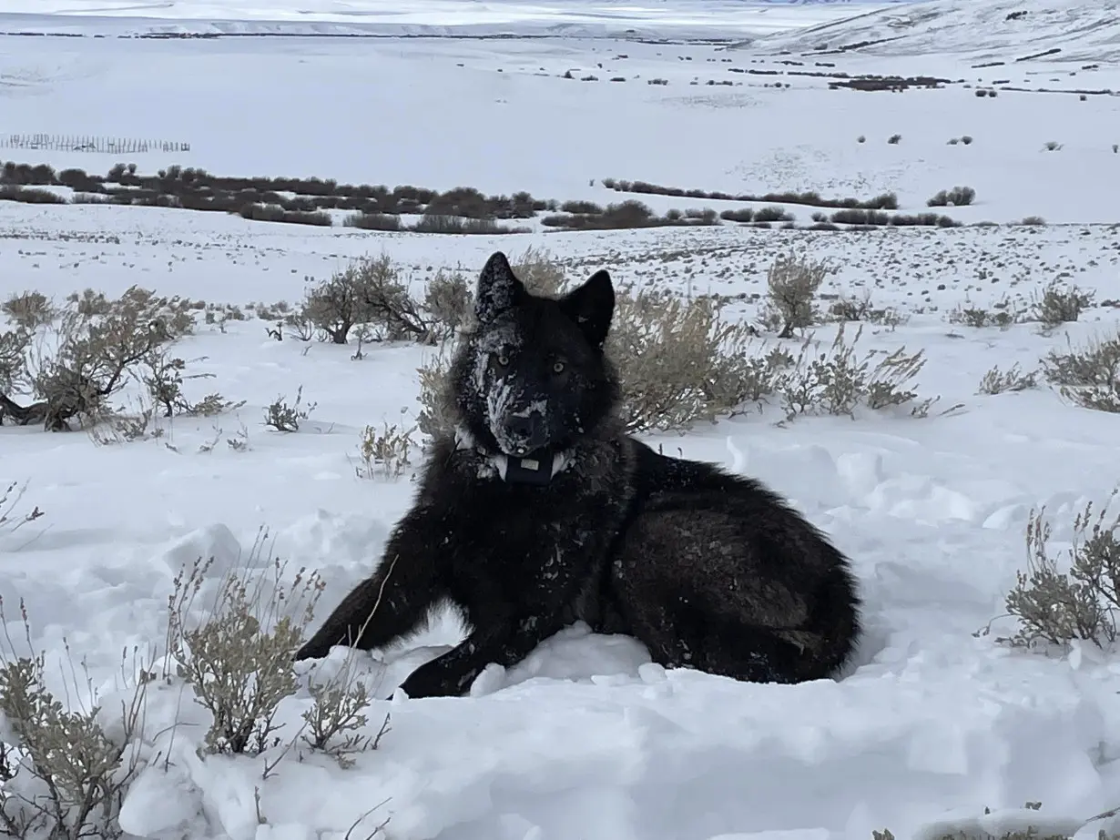 Gray Wolves-Colorado