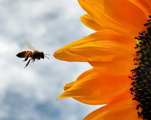 'Inert' ingredients in pesticides may be more
toxic to bees than scientists thought