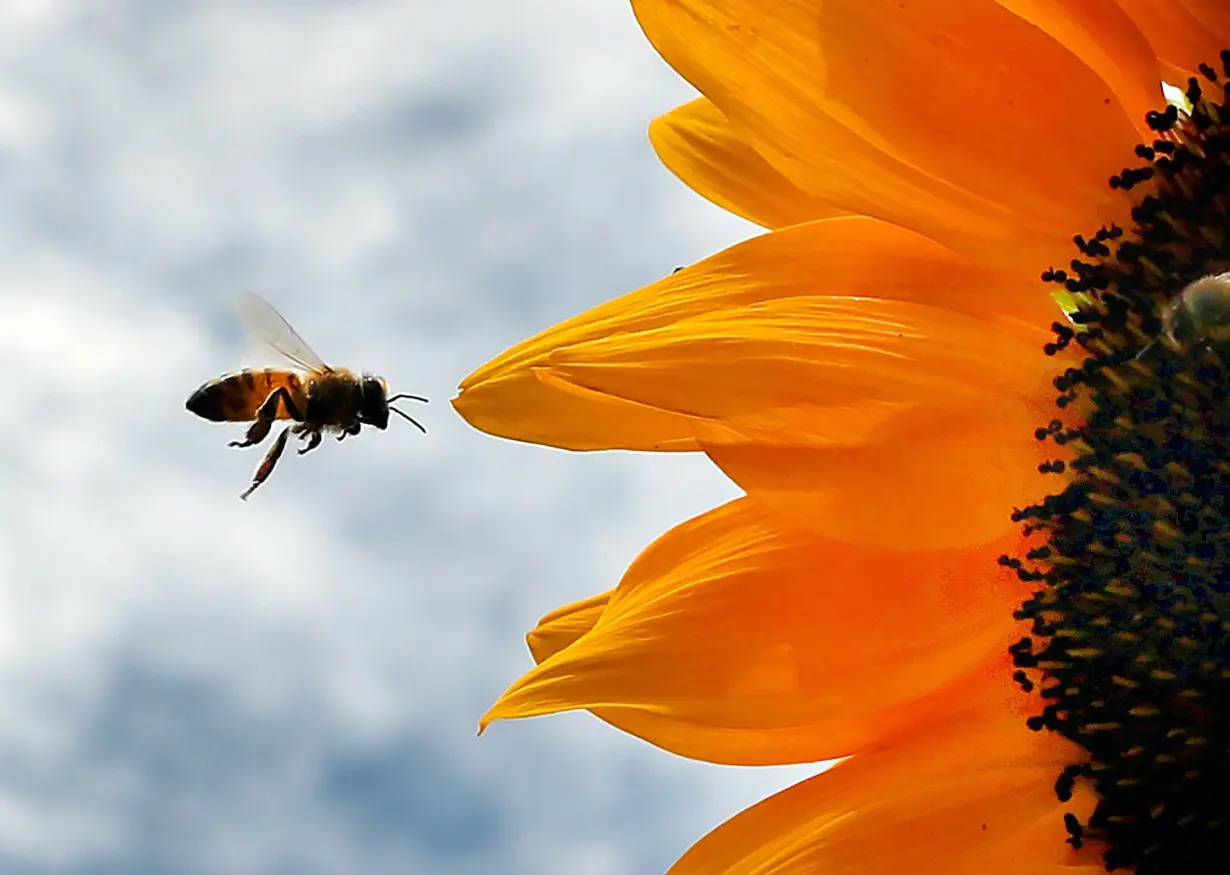 'Inert' ingredients in pesticides may be more
toxic to bees than scientists thought