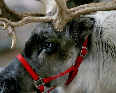 Post-flight feast: Study suggests reindeer vision evolved to spot favorite food