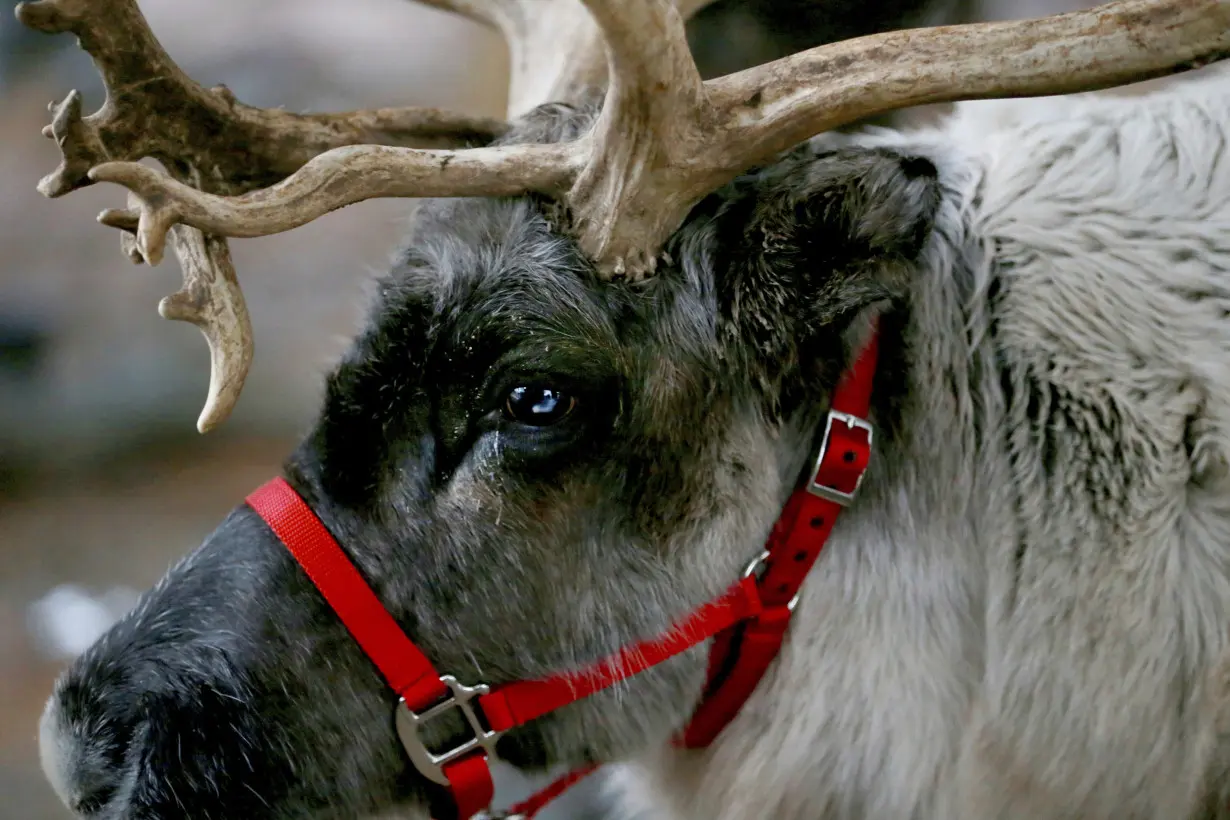 Reindeer Finding Food