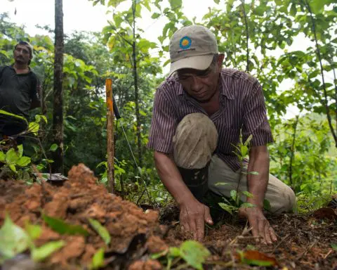 Paying people to replant tropical forests − and letting them harvest the timber − can pay off for climate, justice and environment