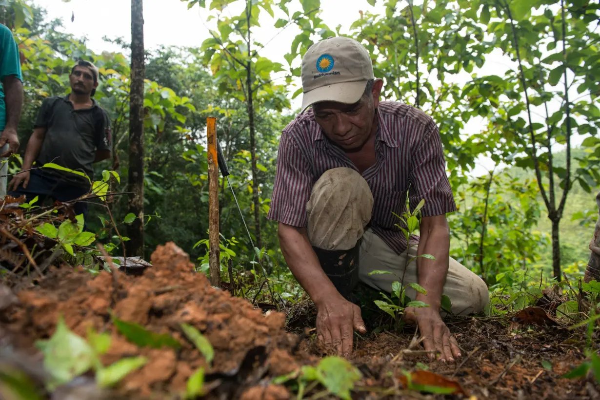 Paying people to replant tropical forests − and letting them harvest the timber − can pay off for climate, justice and environment