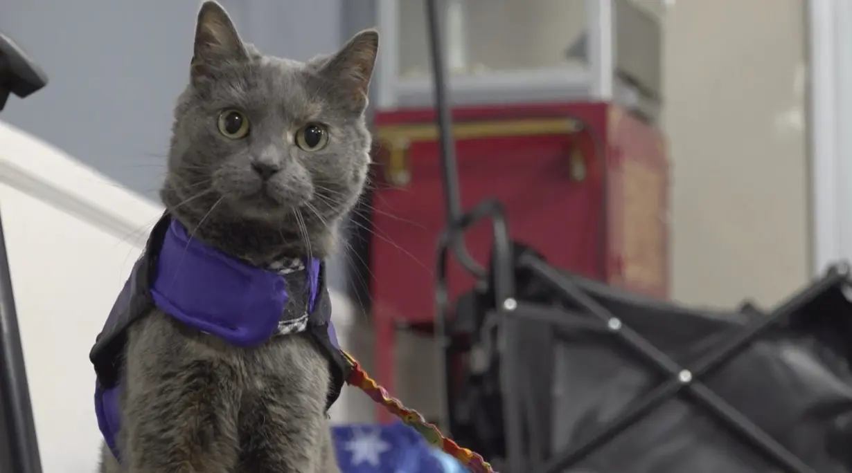 Cat-owner duo in Ohio shares amputee journey while helping others through animal therapy