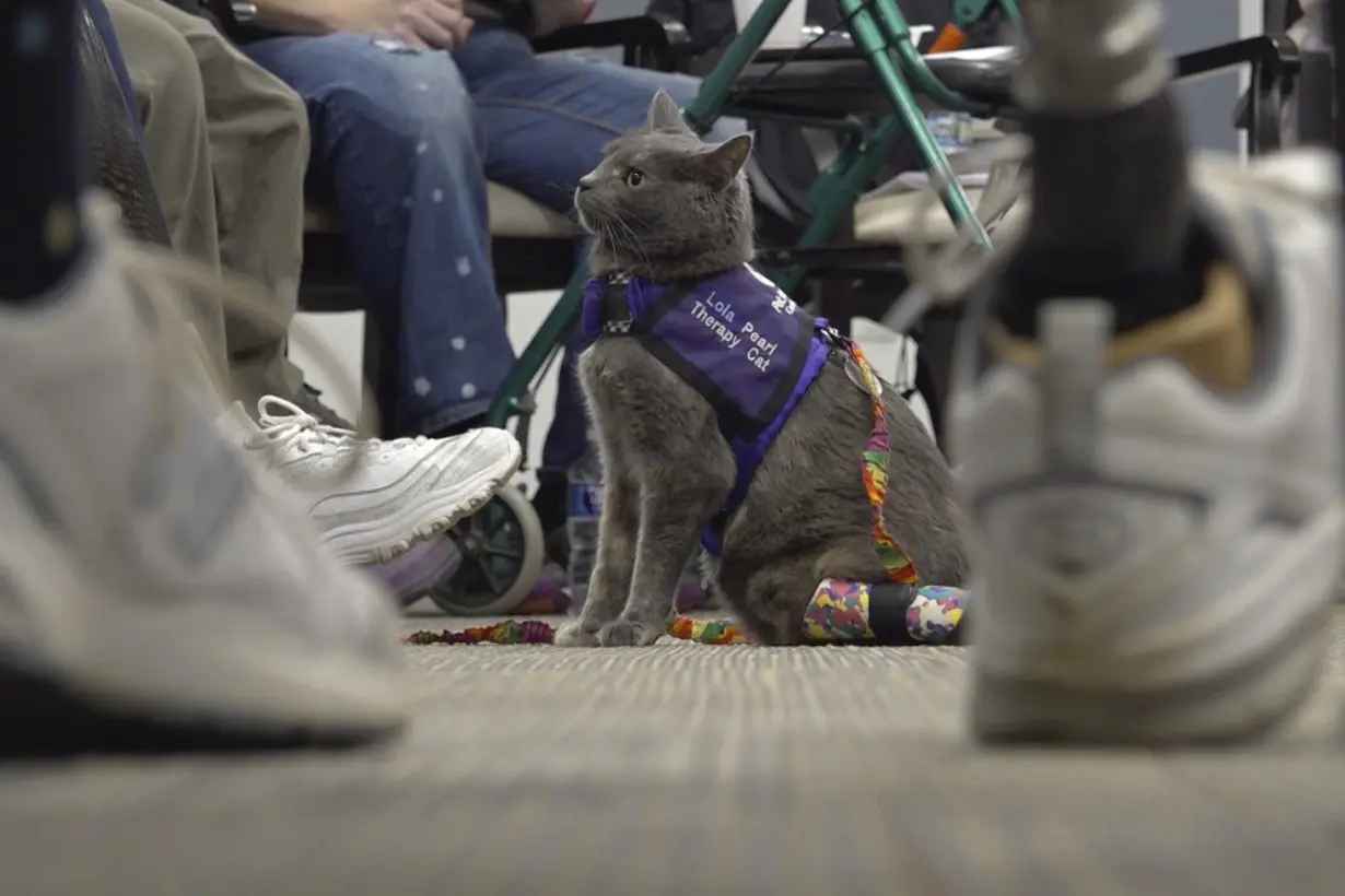 Cat-owner duo in Ohio shares amputee journey while helping others through animal therapy