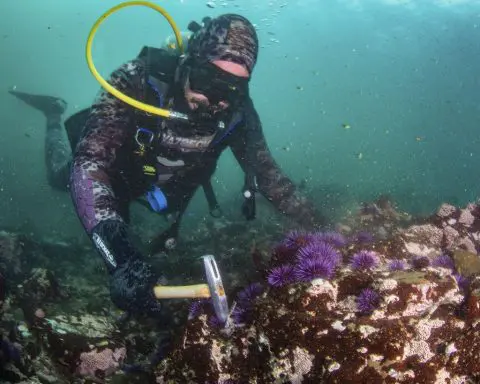 From urchin crushing to lab-grown kelp, efforts to save California's kelp forests show promise