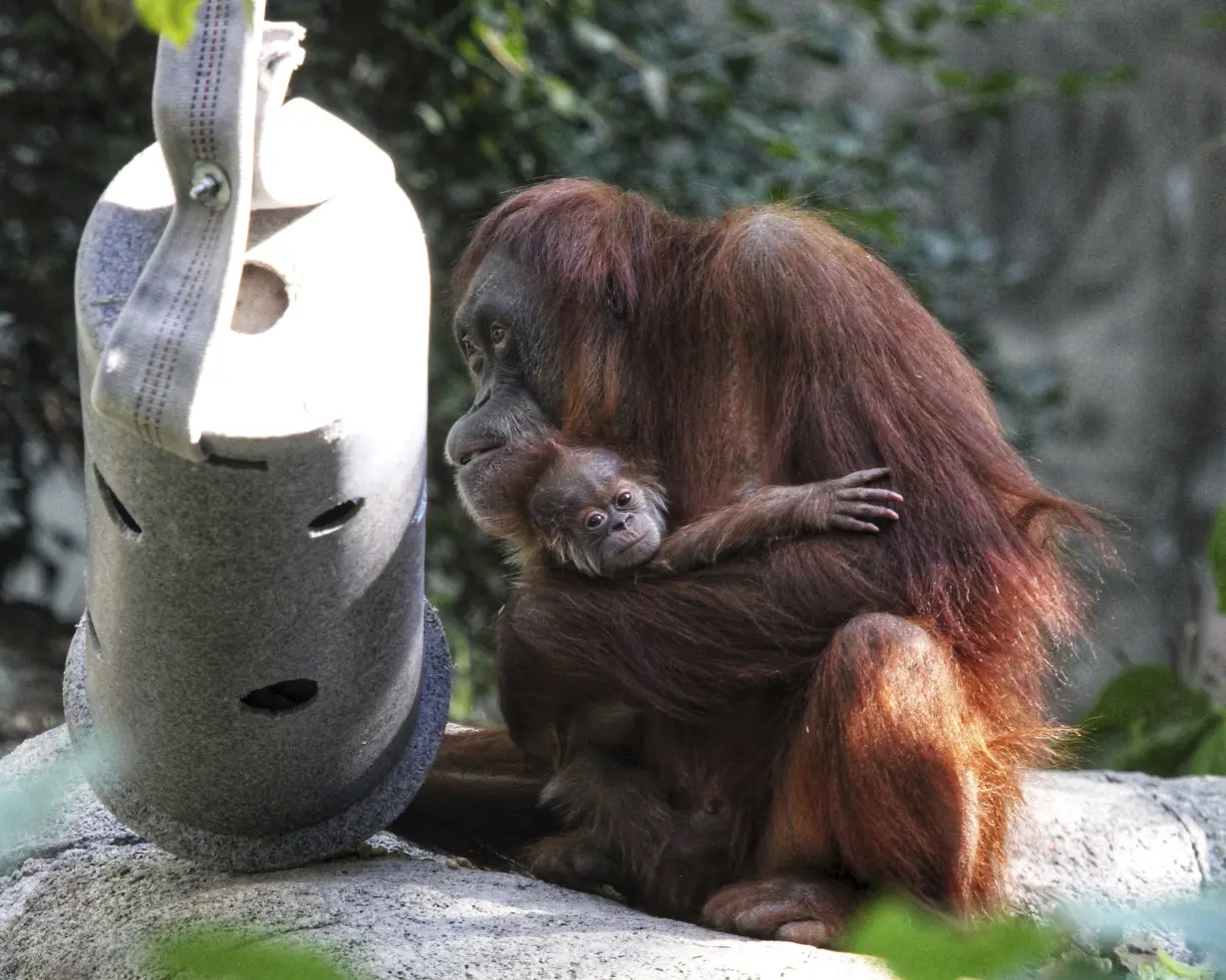 'You are the father!' Maury Povich declares to Denver Zoo orangutan