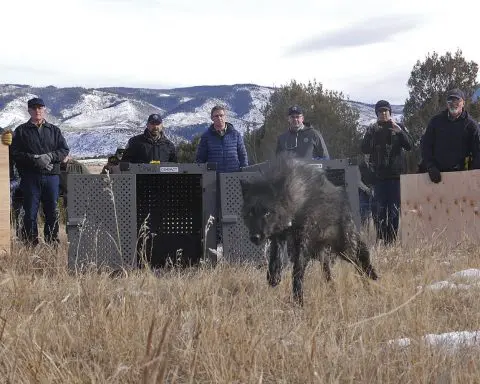 Colorado releases first 5 wolves in reintroduction plan approved by voters to chagrin of ranchers