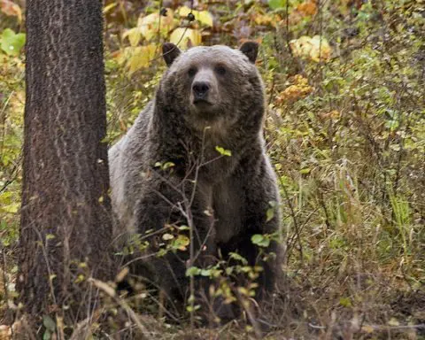 Wildlife conservation groups sue over lack of plan for railroad to reduce grizzly deaths in Montana