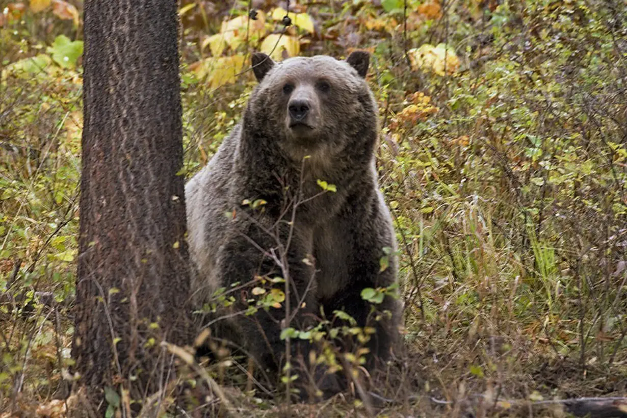 Grizzly Deaths Railway