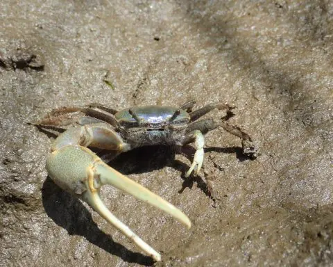 How a thumb-sized climate migrant with a giant crab claw is disrupting the Northeast's Great Marsh ecosystem