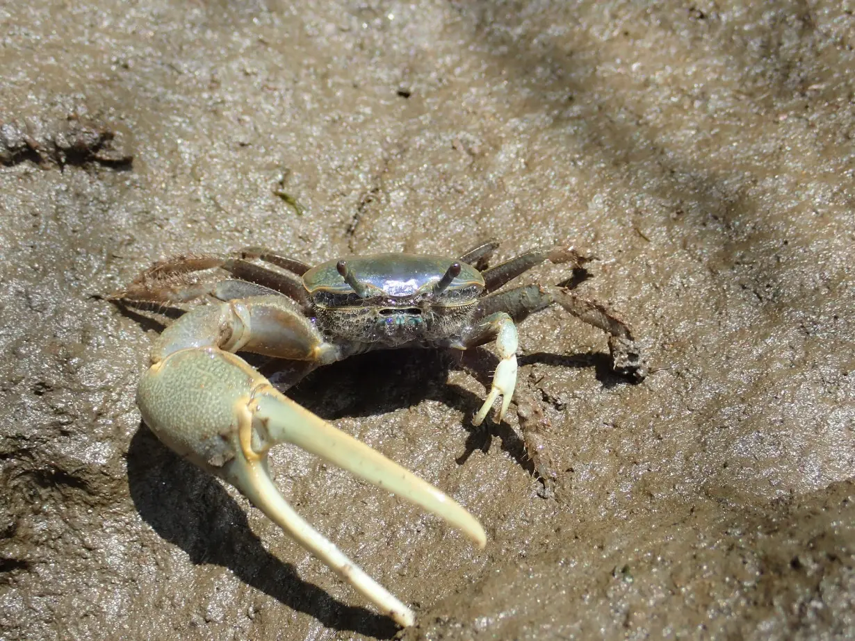 How a thumb-sized climate migrant with a giant crab claw is disrupting the Northeast's Great Marsh ecosystem