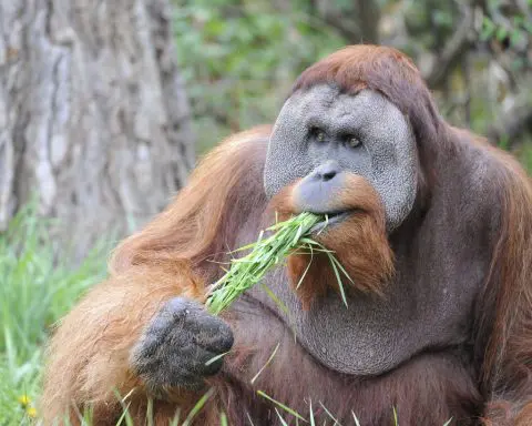 'You are the father!' Maury Povich declares to Denver Zoo orangutan