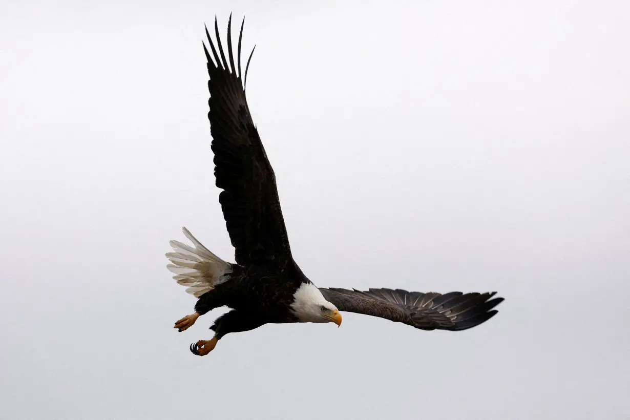 FILE PHOTO: A bald eagle flies over the Mississippi River at Davenport, Iowa