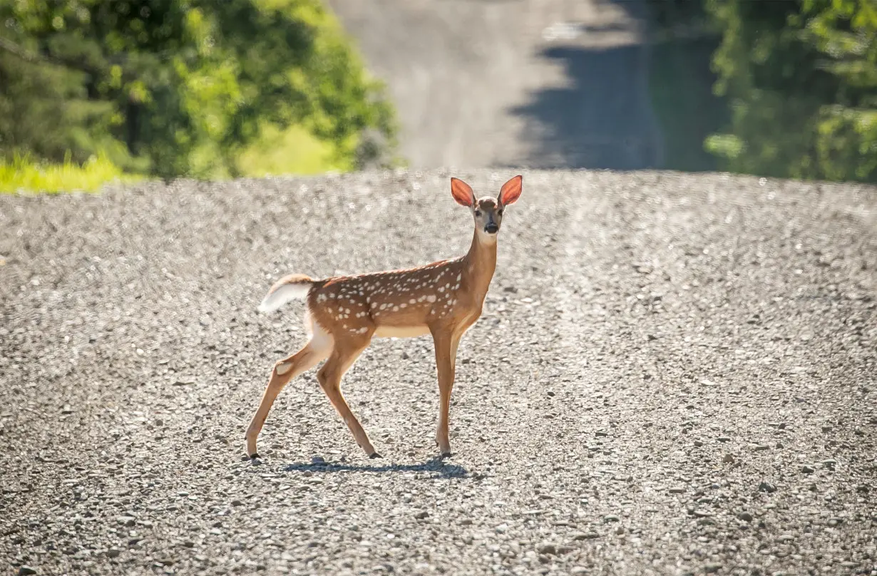 FILE PHOTO: A deer crosses a dirt road in New Albion, New York