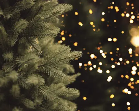 Oh, Christmas tree: The economics of the US holiday tree industry