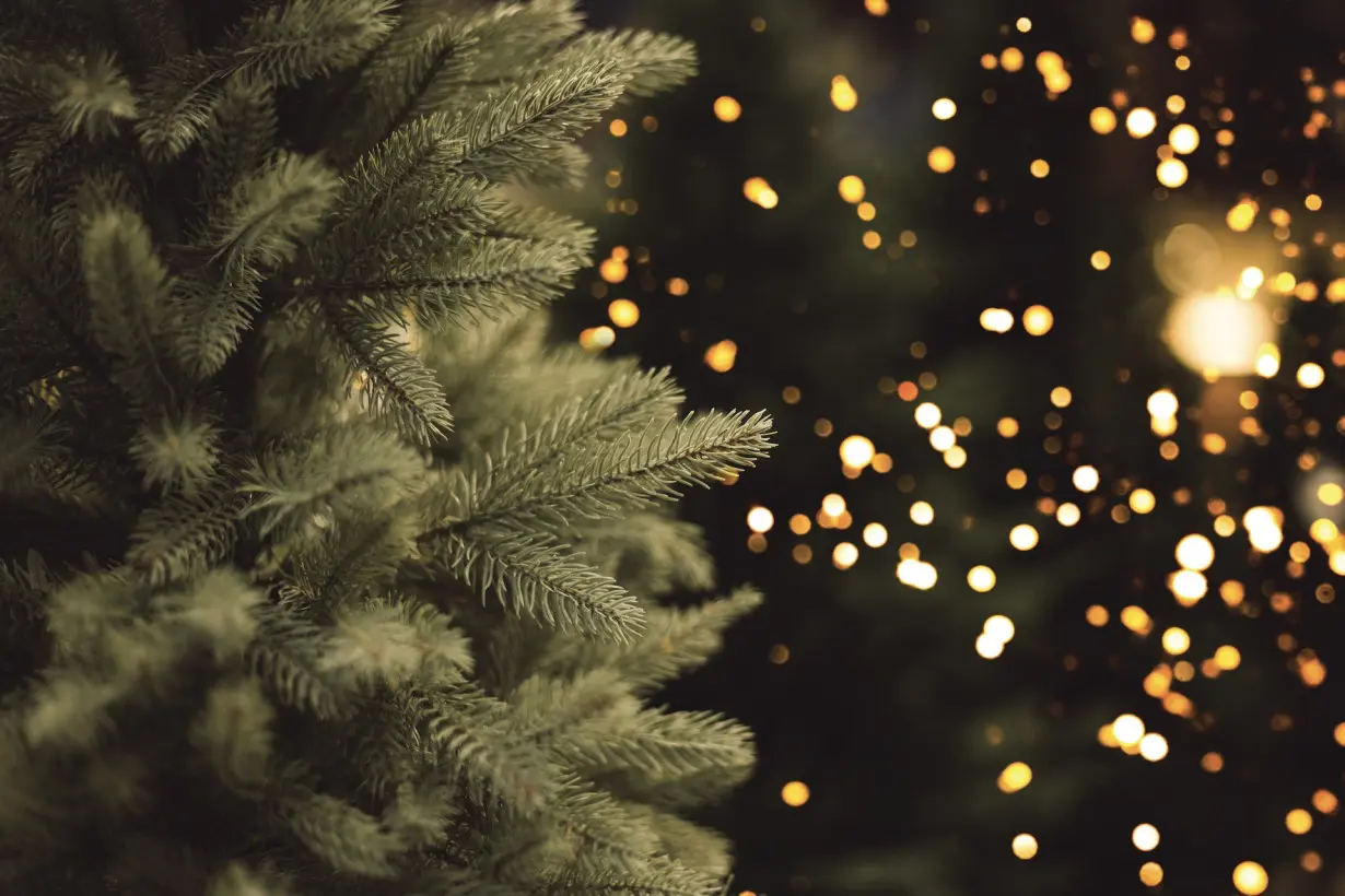 Oh, Christmas tree: The economics of the US holiday tree industry