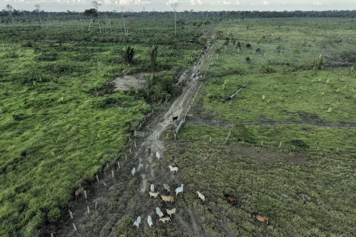 Brazil lawsuits allege direct relationship between meatpackers, deforesters on protected land