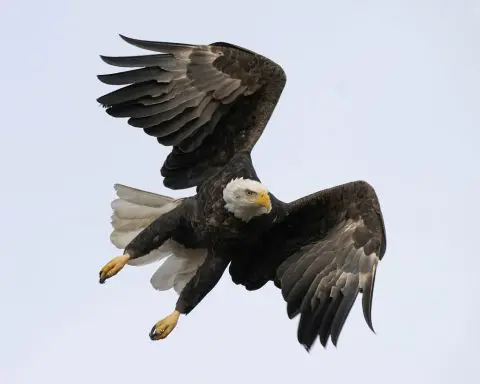 Men charged with killing 3,600 birds, including bald and golden eagles, to sell on black market