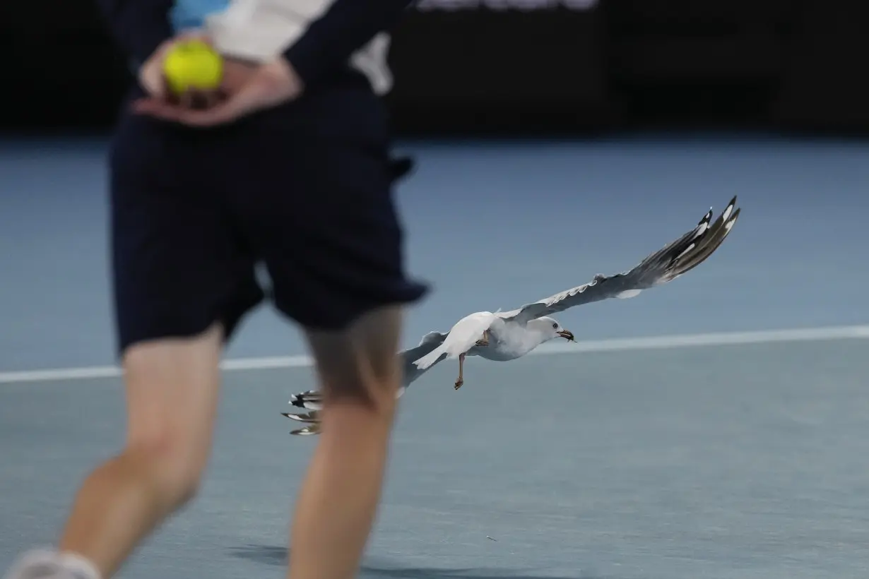 Australian Open Tennis