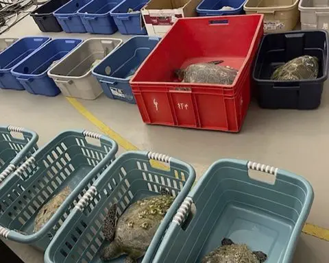 Scores of North Carolina sea turtles have died after being stunned by frigid temperatures