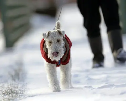 Dog care below freezing − how to keep your pet warm and safe from cold weather, road salt and more this winter