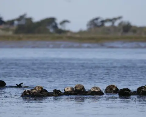 Hungry sea otters are helping save California's marshlands from erosion