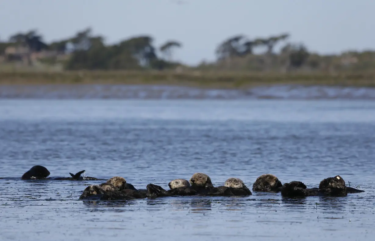 Sea Otters