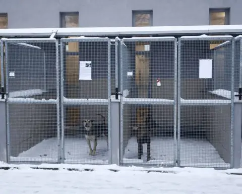 A dog shelter gets a warm response to its appeal for homes for its pups during a cold snap in Poland