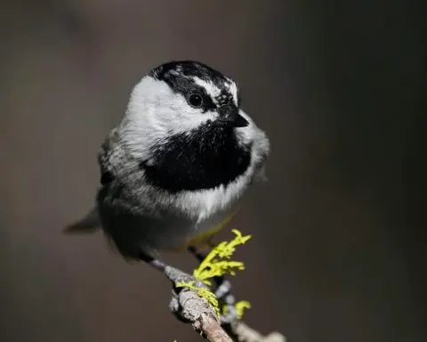 The chickadee in the snowbank: A 'canary in the coal mine' for climate change in the Sierra Nevada mountains