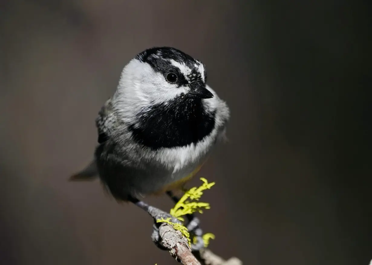 The chickadee in the snowbank: A 'canary in the coal mine' for climate change in the Sierra Nevada mountains