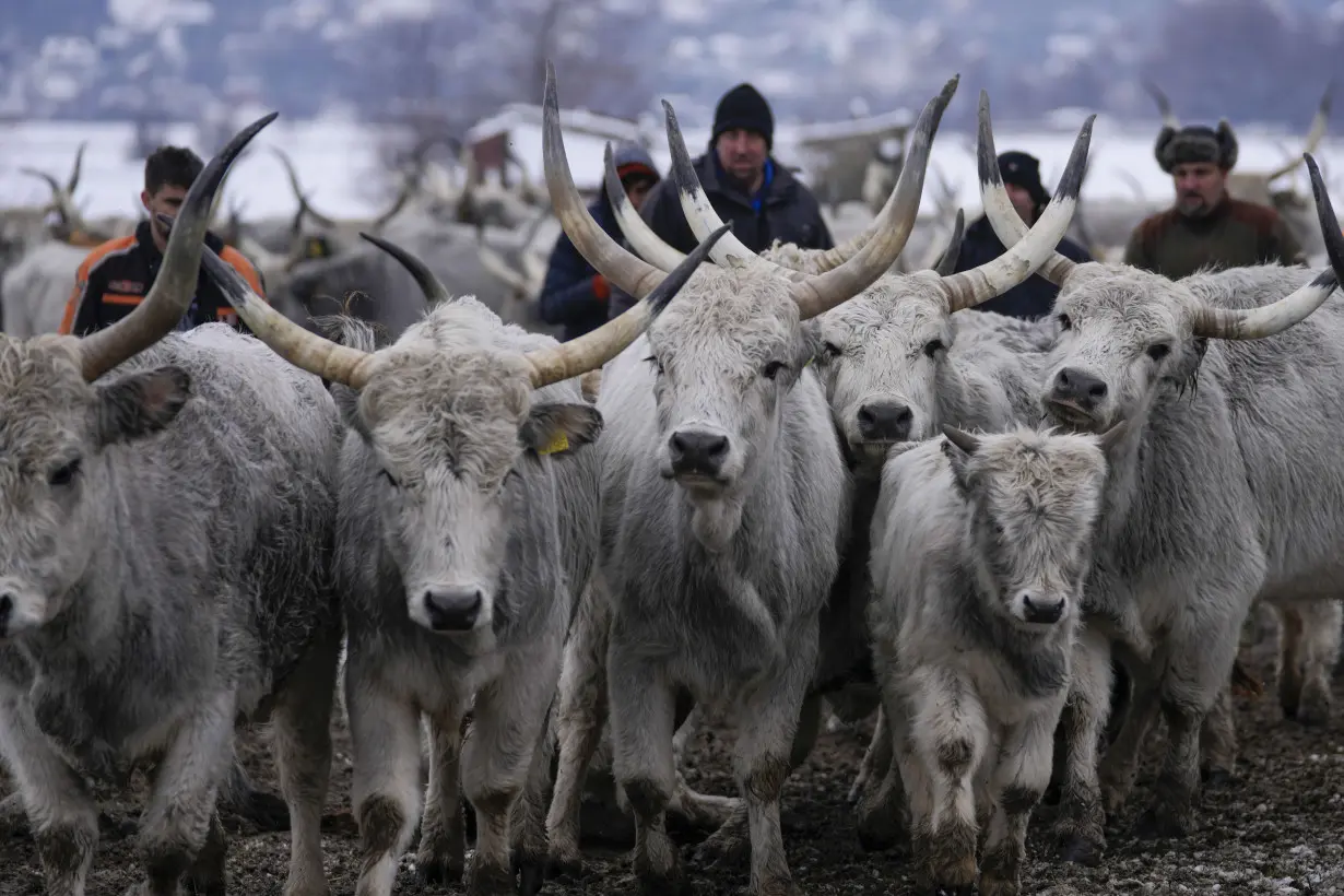 Serbia Stranded Animals