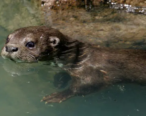 Otters, beavers and other semiaquatic mammals keep clean underwater, thanks to their flexible fur