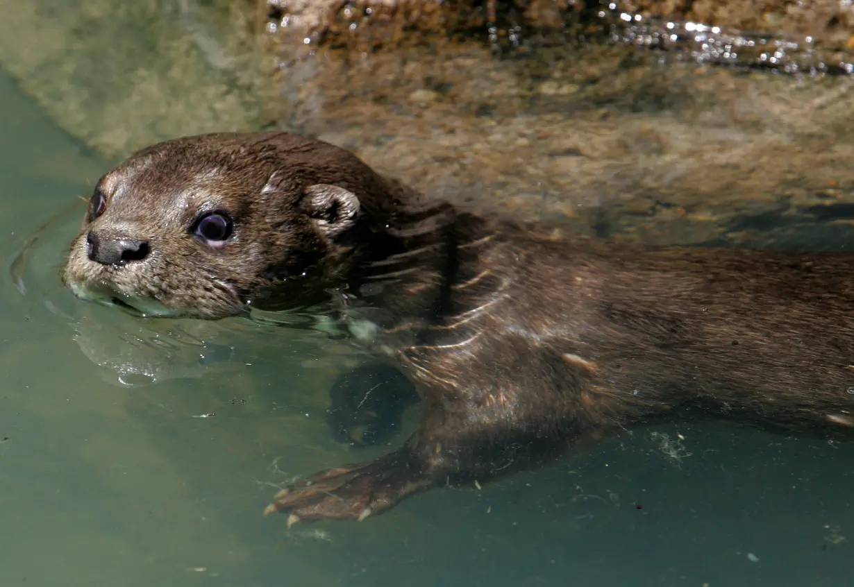 Otters, beavers and other semiaquatic mammals keep clean underwater, thanks to their flexible fur