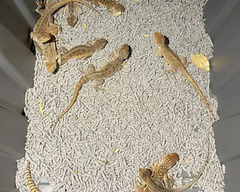 'Cold-blooded': 4 charged over alleged plot to smuggle AU$1.2 million in Australian reptiles