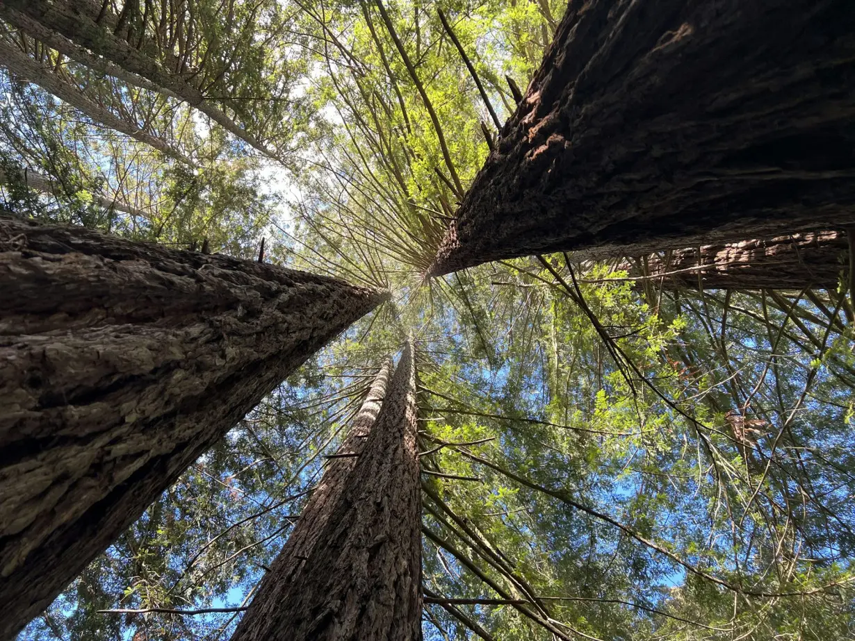 Coast redwood trees are enduring, adaptable marvels in a warming world