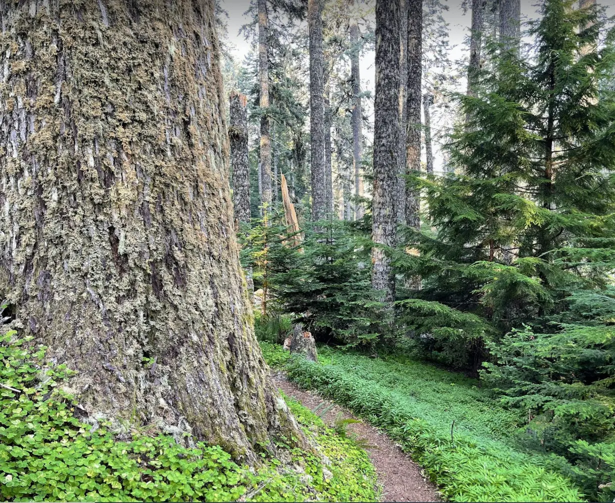 Old forests are critically important for slowing climate change and merit immediate protection from logging